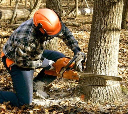 Tree Removal in Combined Locks, WI